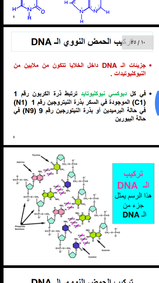 القواعد dna ال النيتروجينية من u اليوراسيل الموجودة في مادة الوراثة